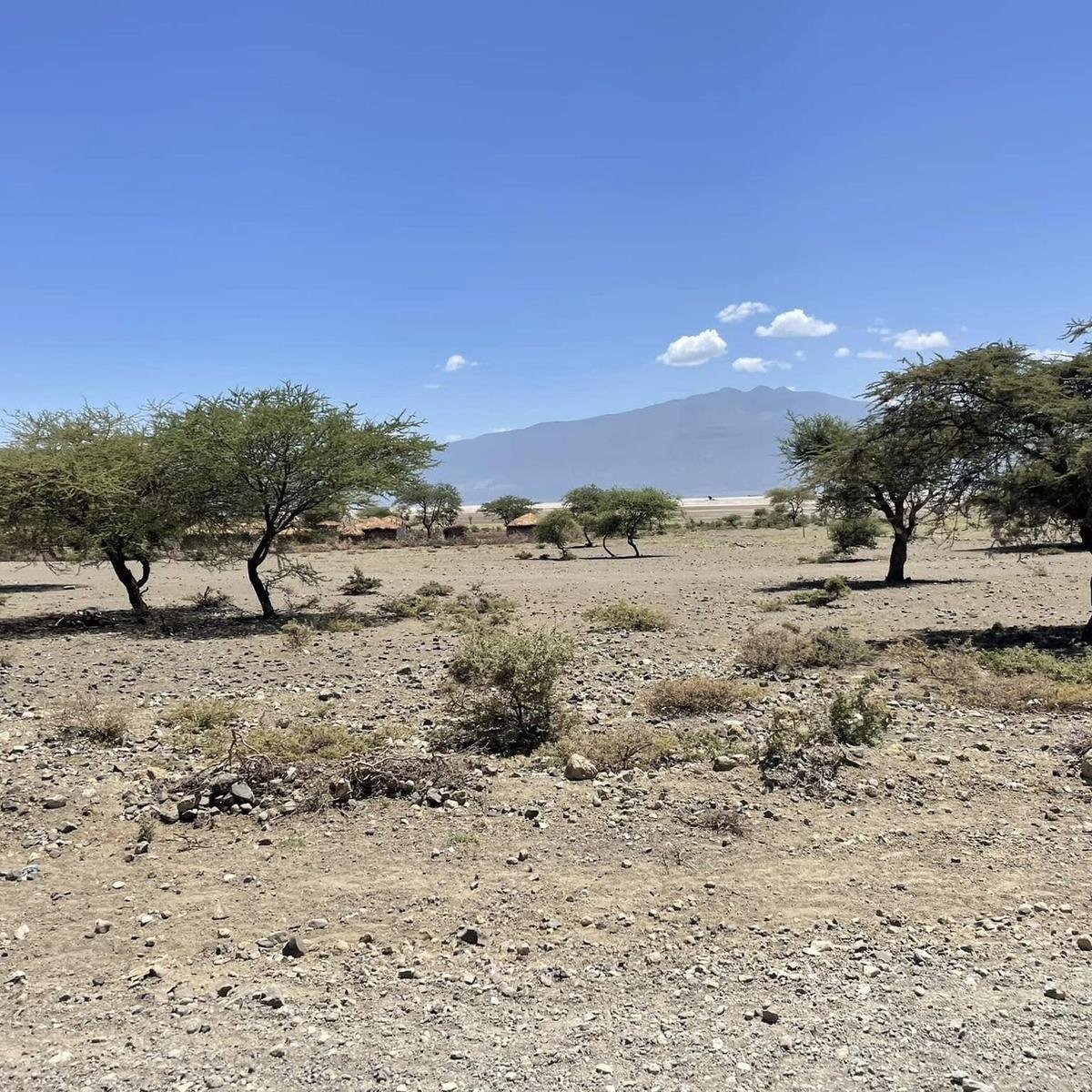 Acacia trees on dry open plains with mountains in the distance